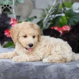 Charlie, Bich-Poo Puppy